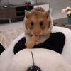 hamsterdodong