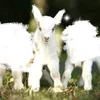 themthuongthitde