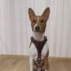 basenji_rocky