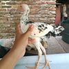 pemudafarm3
