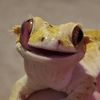 reptilliad