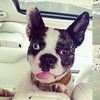 franniethefrenchton