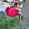 iqisameera