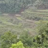 Punong Acacia