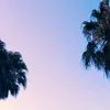 palmpalmpalmpalm01