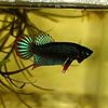wild_betta_stiktos