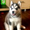 shayu_182