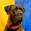 mydogcanecorso_babi