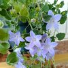 nesrullayev_a_a