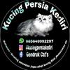 kucingpersiakediri