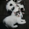 catwomanisreal