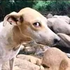 dinhhunglogo