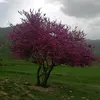 karekar_galaly