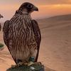musaab.1022