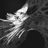 plexussola