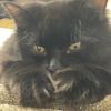 tsarevich_cat