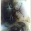 meoowwwssssssss