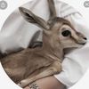 algazelle_