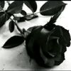itze715