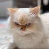 sugarthecloud4
