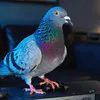 le_pigeon_pas_pigeon