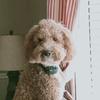 copperthegoldendoodle1