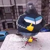 sujiro_kimimame05