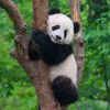 panda34609