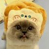 tinycat713