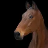 jadeetbobo