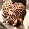 isithebengal