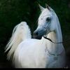nooraa_45