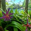 floridafrenchy