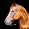theaverageequestrian