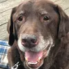 oldboijake