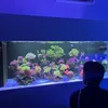 Linh 2DAquatic