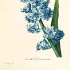 hyacinthblu12