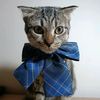 omegacats