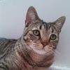 i_like_cats12345