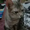 rahmawatidjakimoo