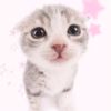 kittewn_be