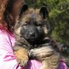 .the.koda