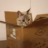 prettyburrito0