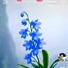 shellvision_shelly