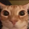 telltaleguy