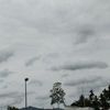 litter_bear3