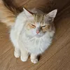 ginnythefloof