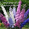 tahani77t