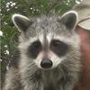 raccoon_hands15