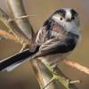 longtailedtit10